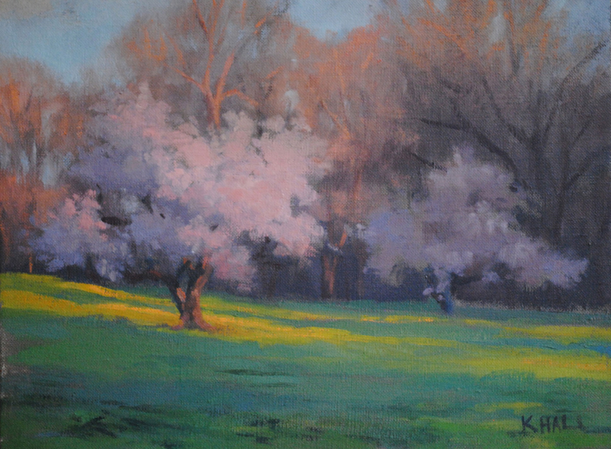 Cherry_blossoms